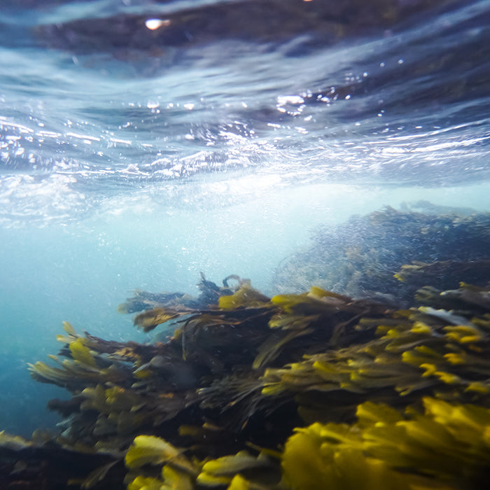 Kelp Braunalgen - Kapseln (90 Stk.)