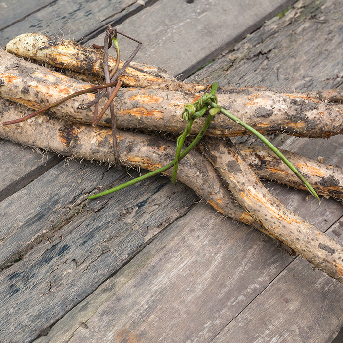 Wild Yam - Kapseln (180 Stk.)